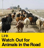 Watch Out for Animals in the Road